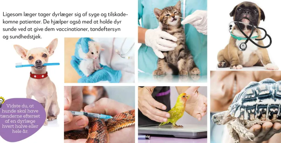 Aktivitetskuffert - Dyrehospitalet