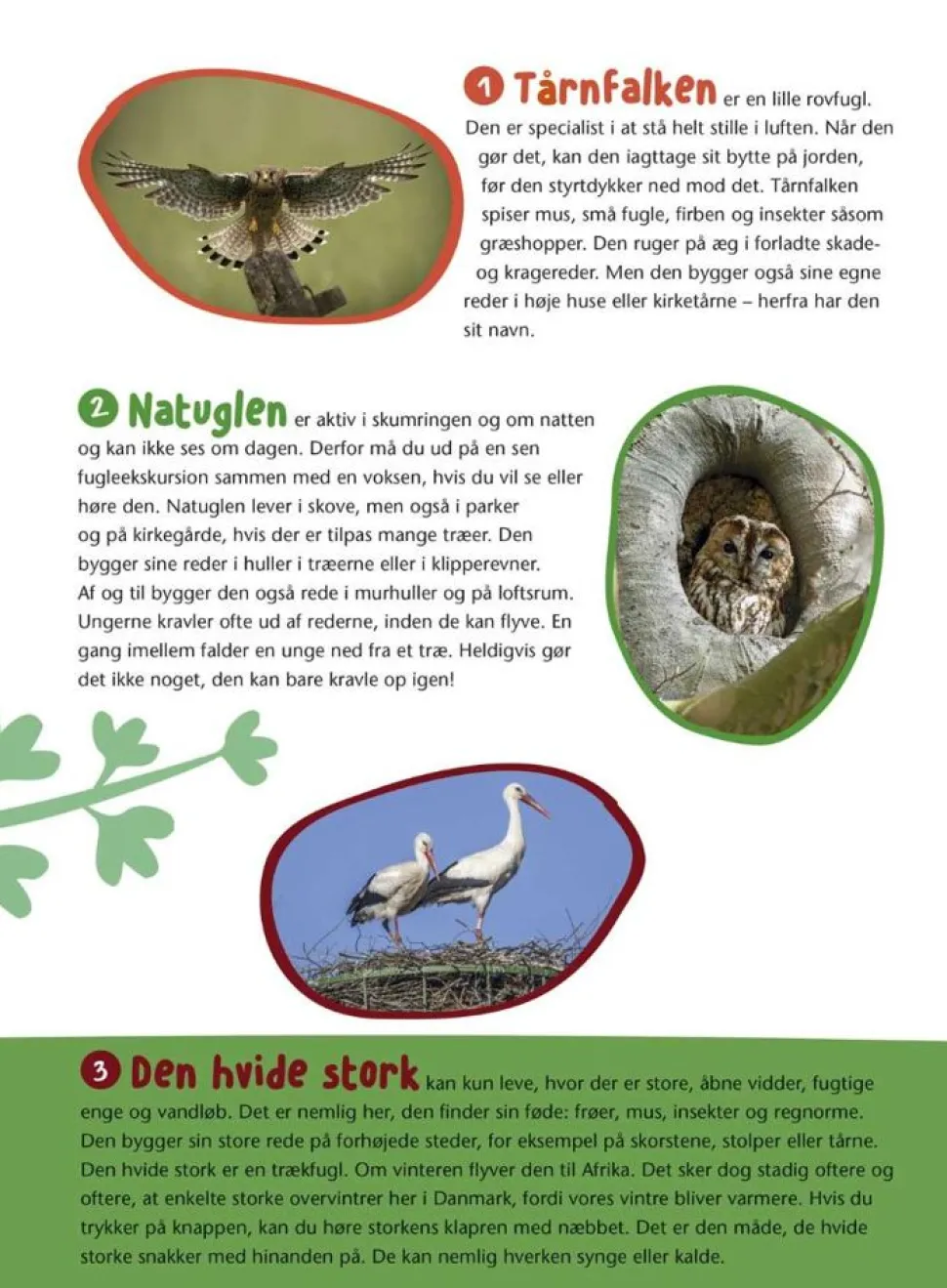 Fugle I Vores Natur