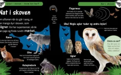 Livet I Skoven - Hvem Bor Her?