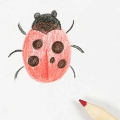 Tegn Insekter